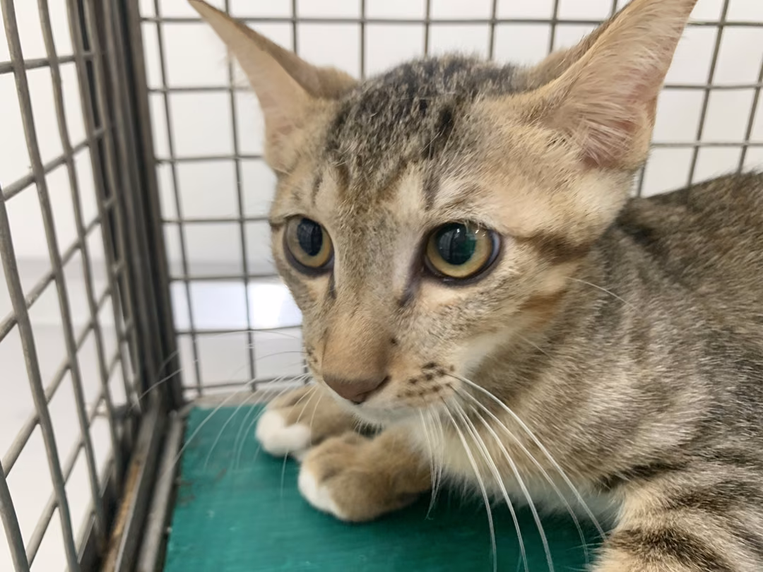 The cat, from the shelter's listing