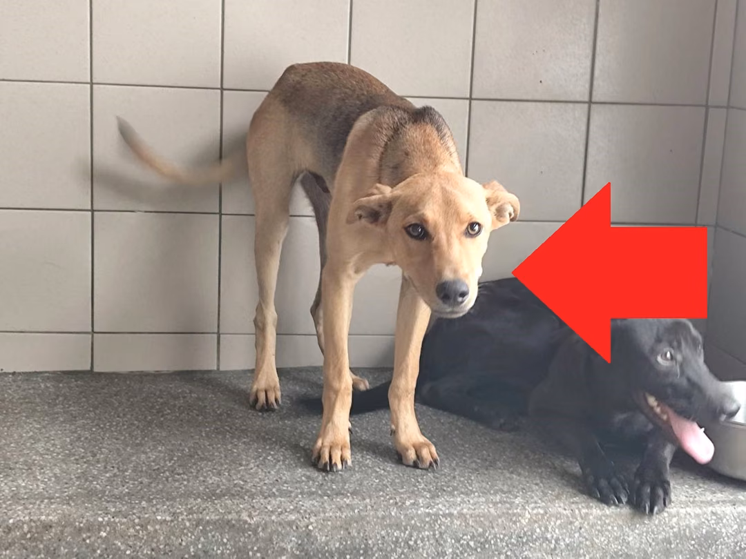 The dog, from the shelter's listing