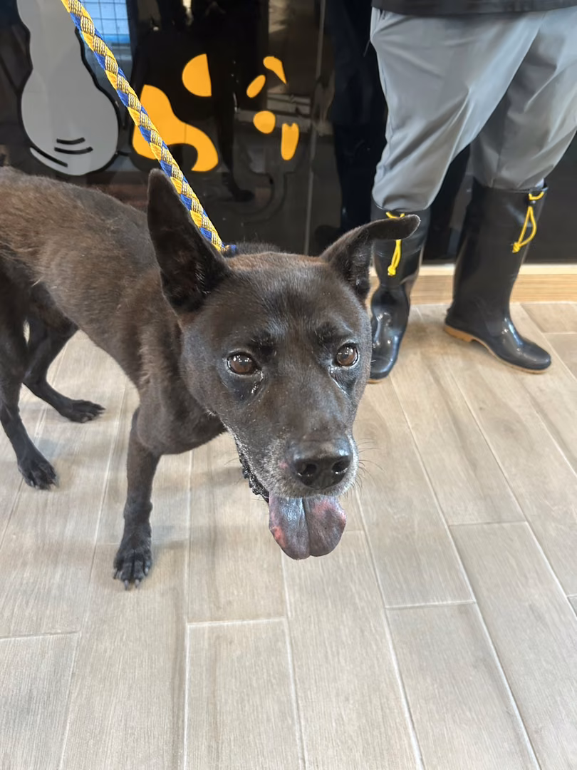 The dog, from the shelter's listing