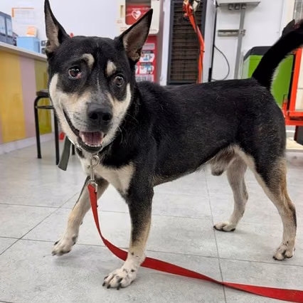 The dog, from the shelter's listing
