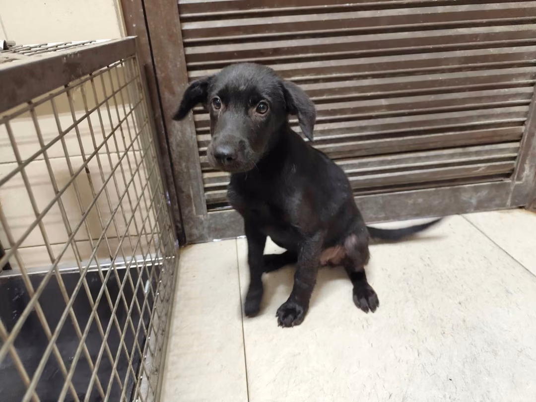 The dog, from the shelter's listing