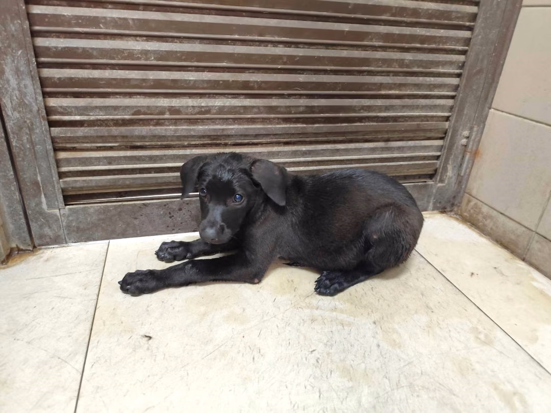 The dog, from the shelter's listing