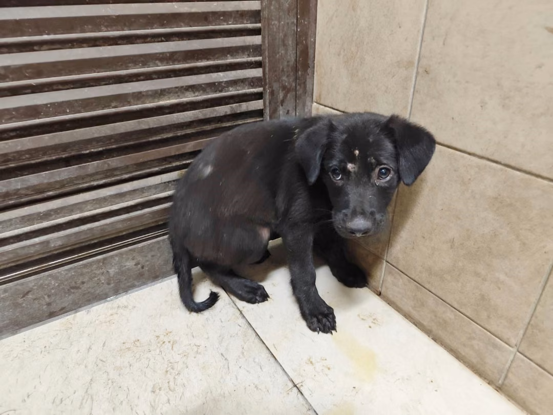 The dog, from the shelter's listing