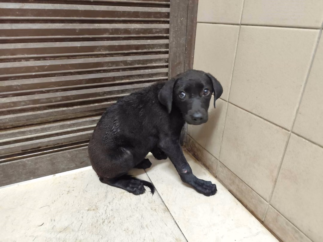 The dog, from the shelter's listing