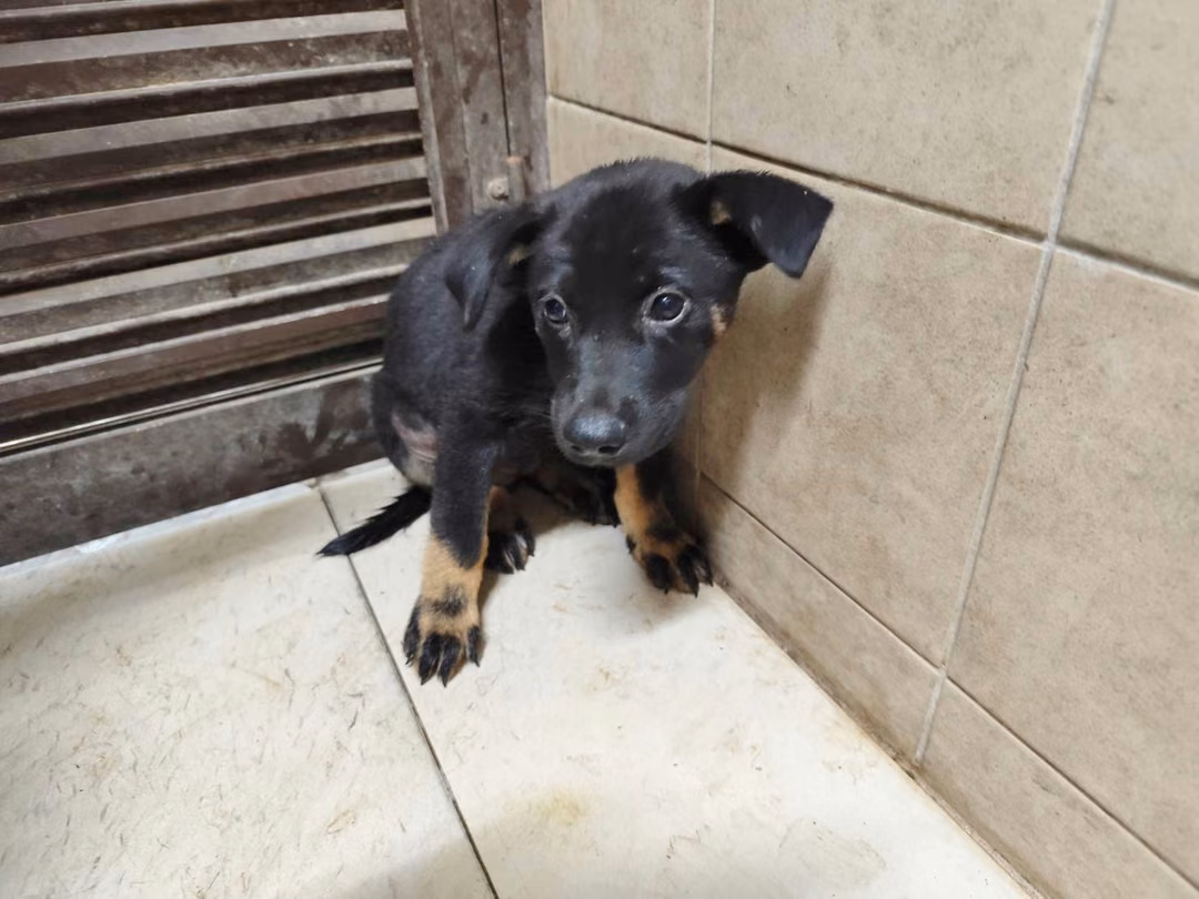 The dog, from the shelter's listing