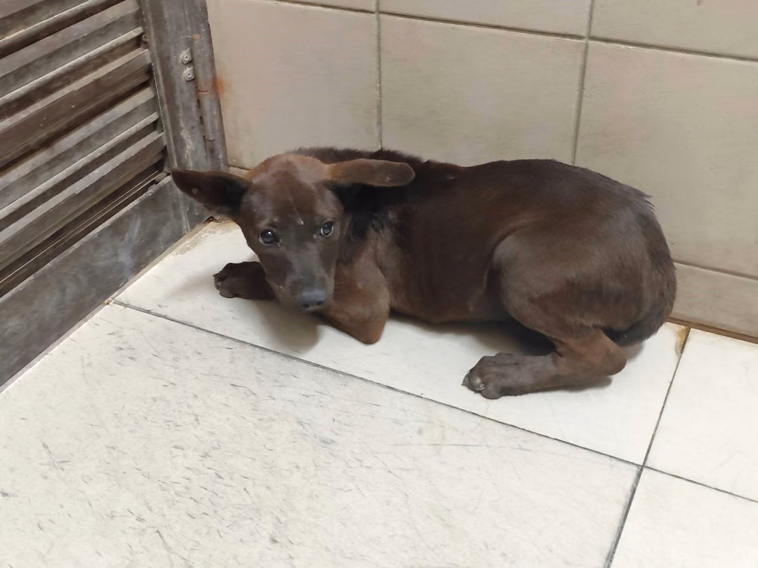 The dog, from the shelter's listing