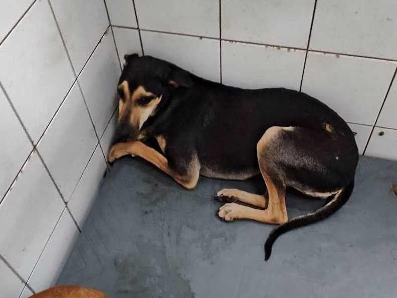 The dog, from the shelter's listing