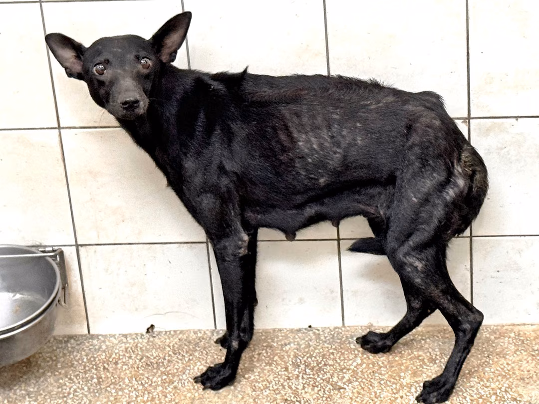 The dog, from the shelter's listing