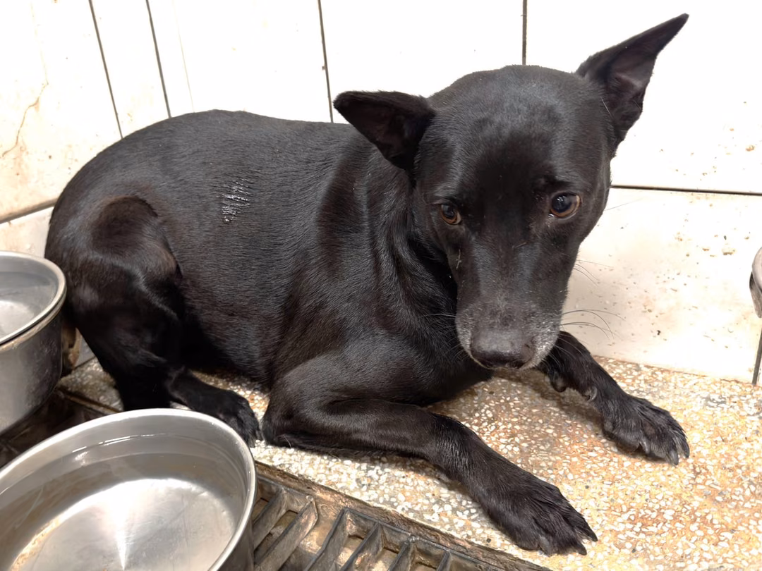 The dog, from the shelter's listing