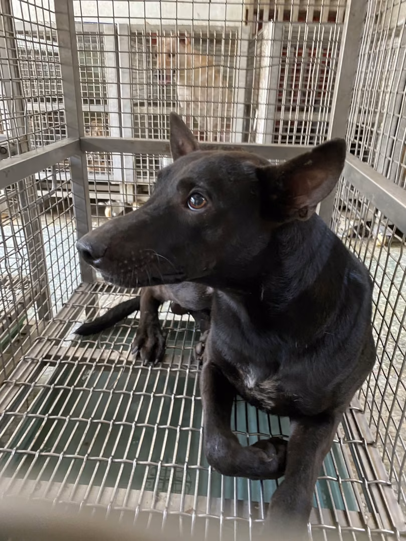 The dog, from the shelter's listing