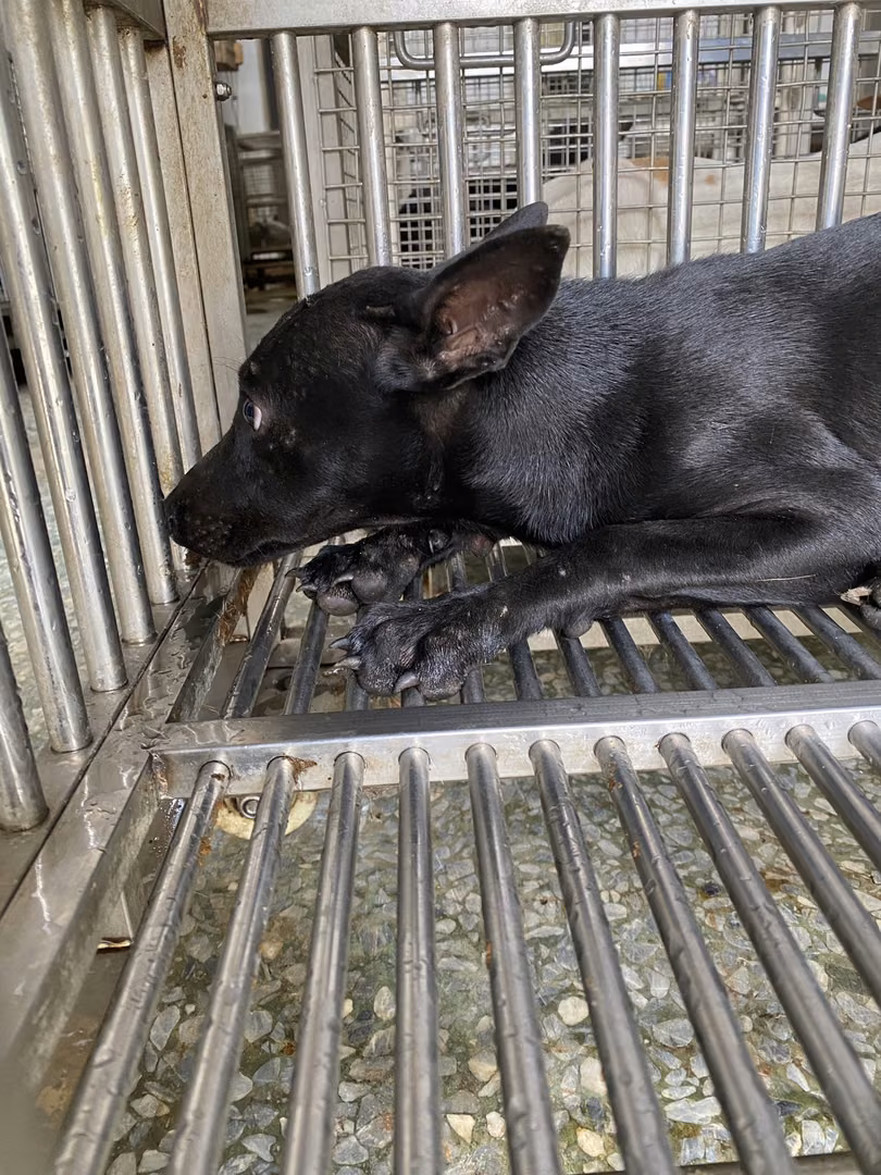 The dog, from the shelter's listing