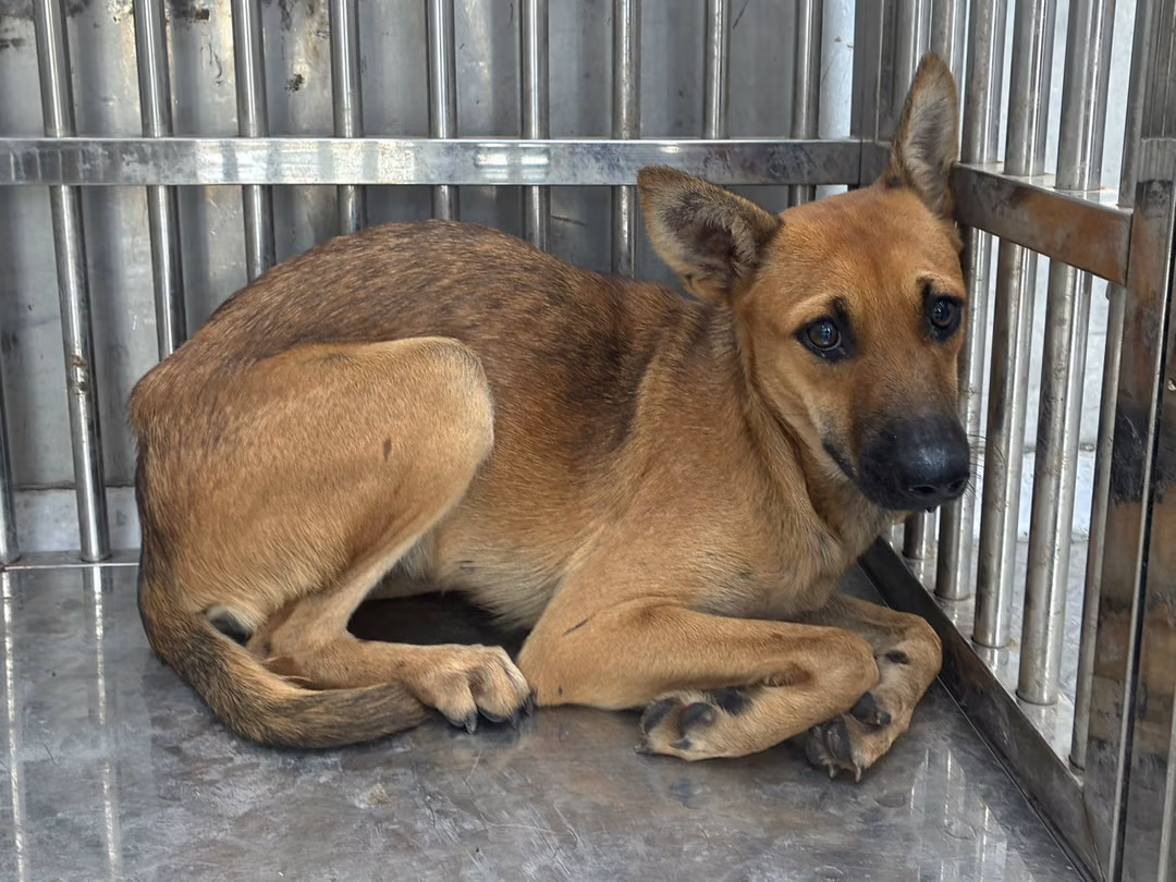 The dog, from the shelter's listing