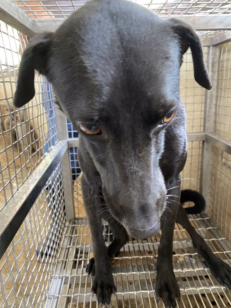 The dog, from the shelter's listing