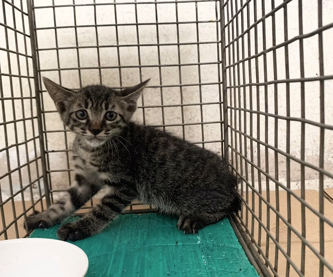 The cat, from the shelter's listing