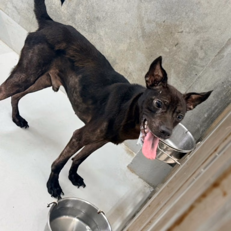 The dog, from the shelter's listing