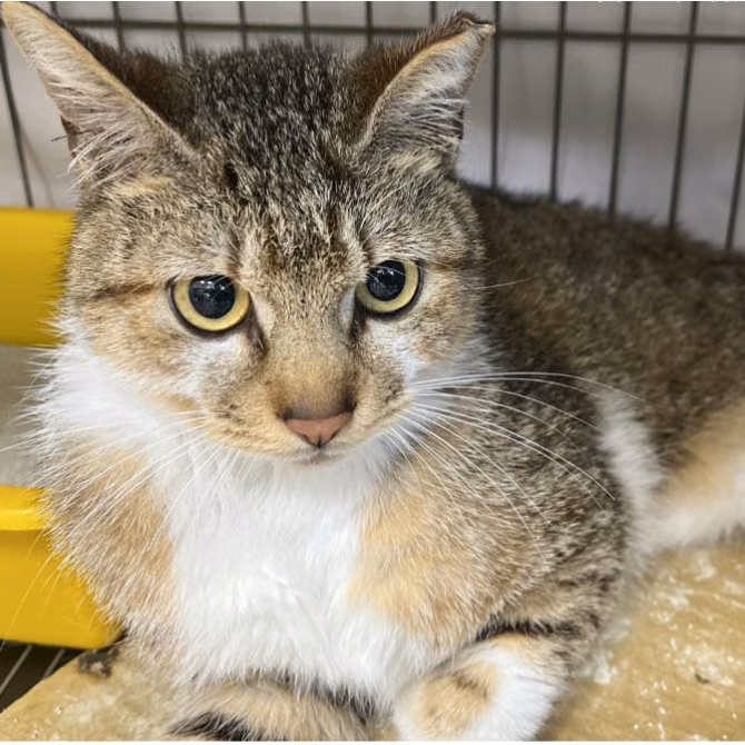 The cat, from the shelter's listing