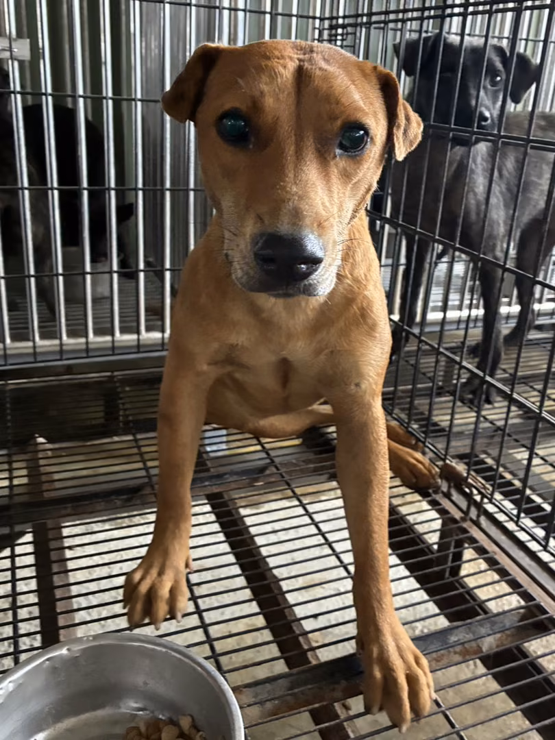 The dog, from the shelter's listing