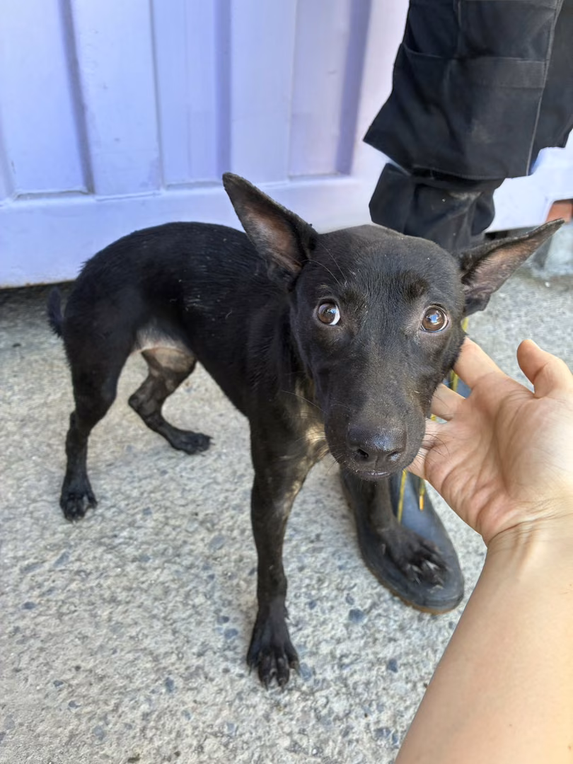 The dog, from the shelter's listing