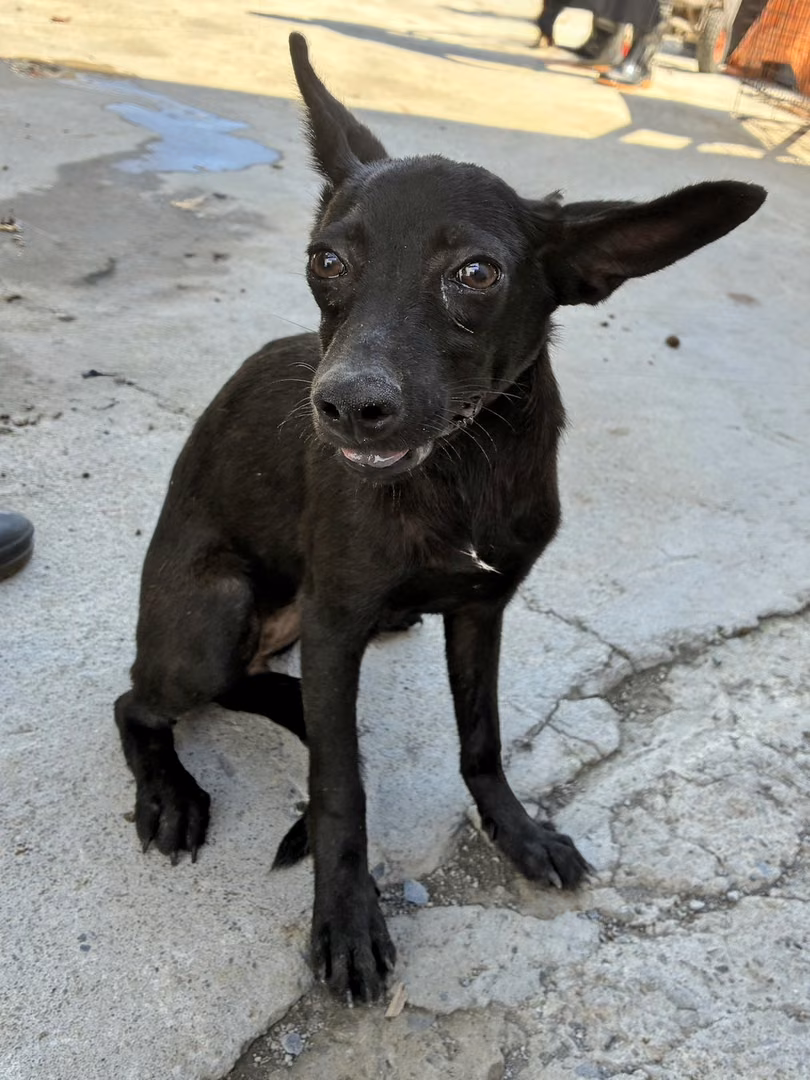 The dog, from the shelter's listing