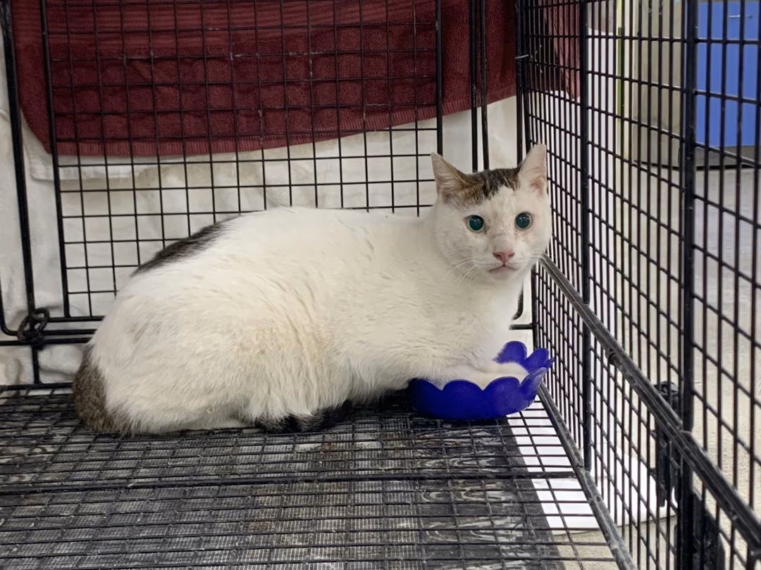 The cat, from the shelter's listing
