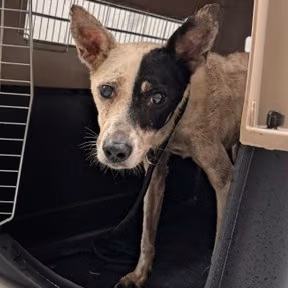 The dog, from the shelter's listing