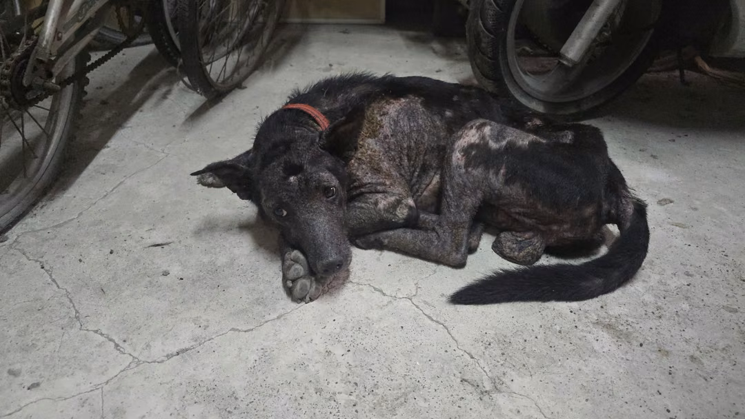 The dog, from the shelter's listing