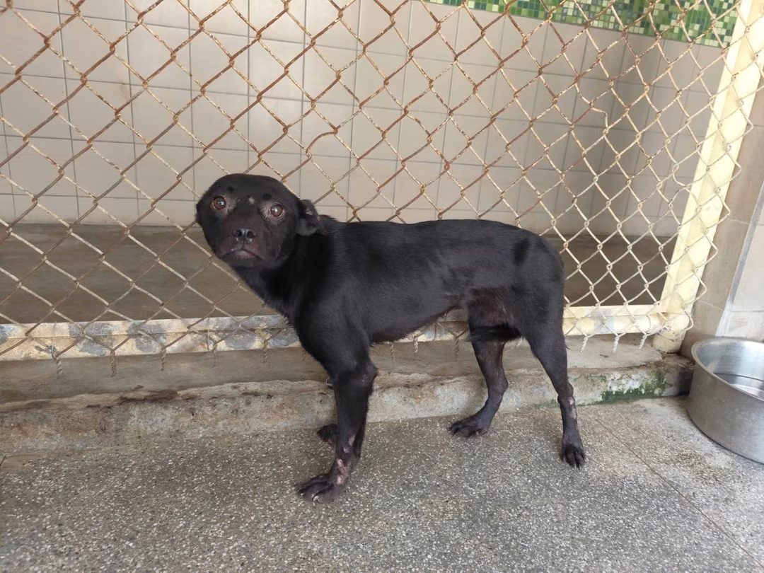The dog, from the shelter's listing
