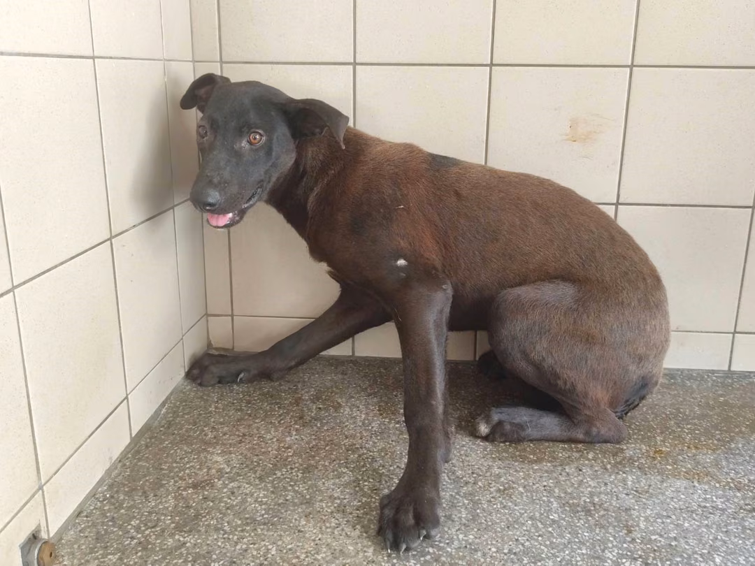 The dog, from the shelter's listing