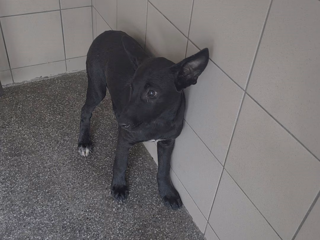 The dog, from the shelter's listing