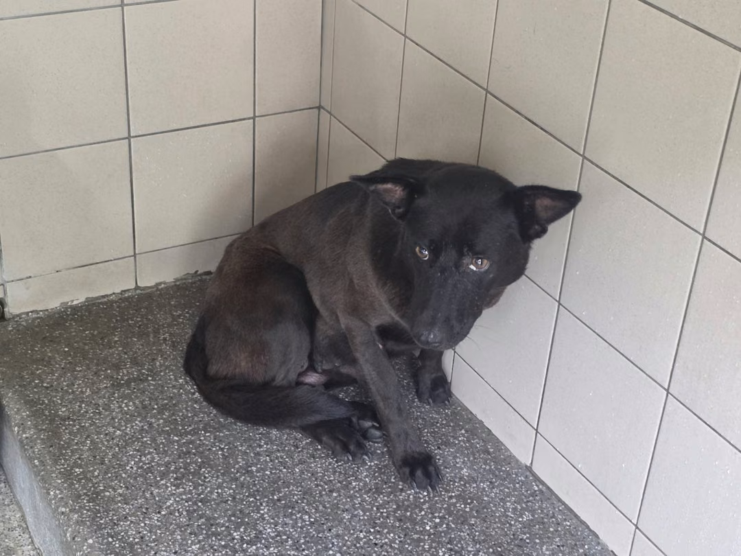 The dog, from the shelter's listing