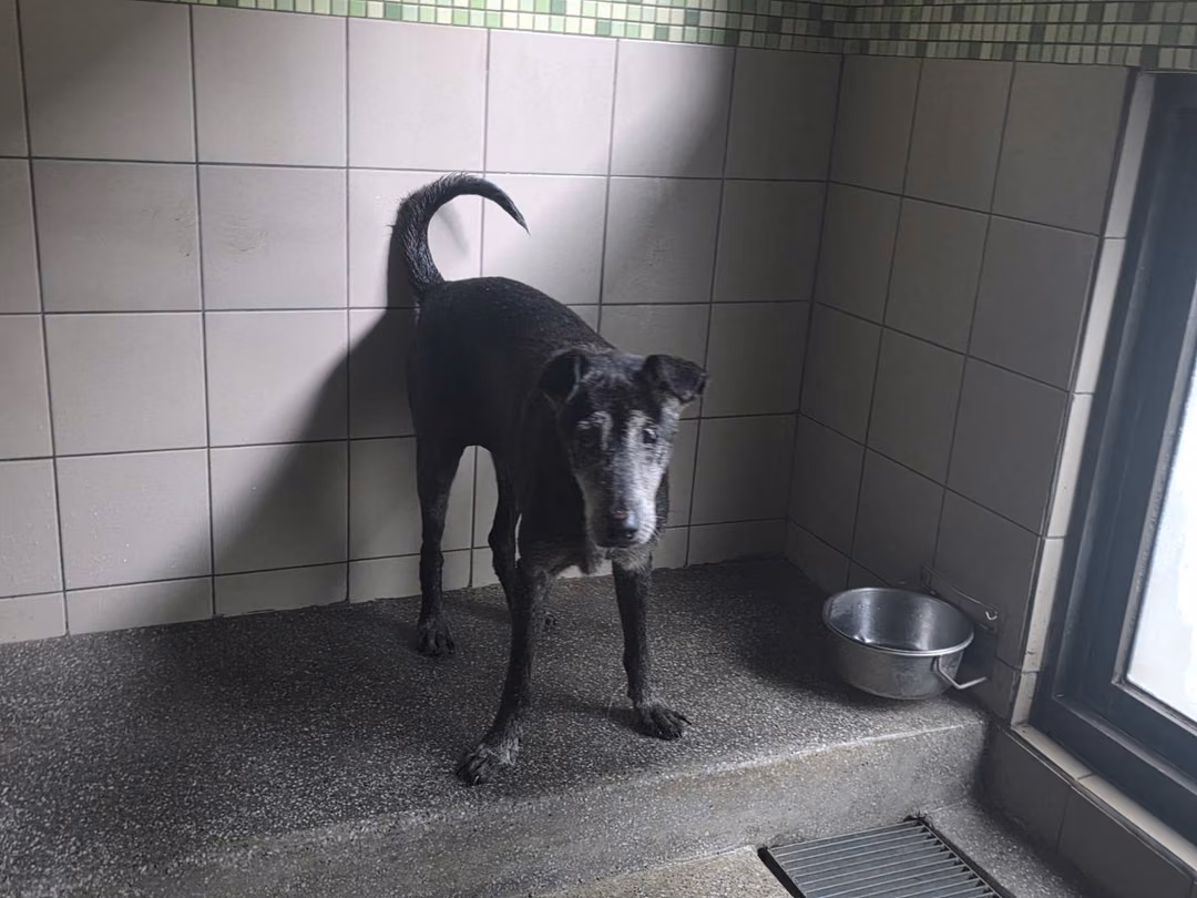 The dog, from the shelter's listing