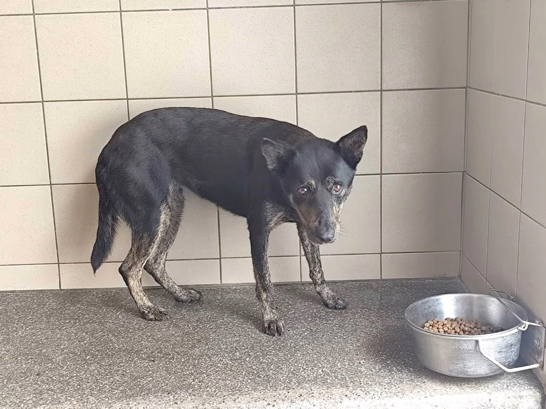 The dog, from the shelter's listing