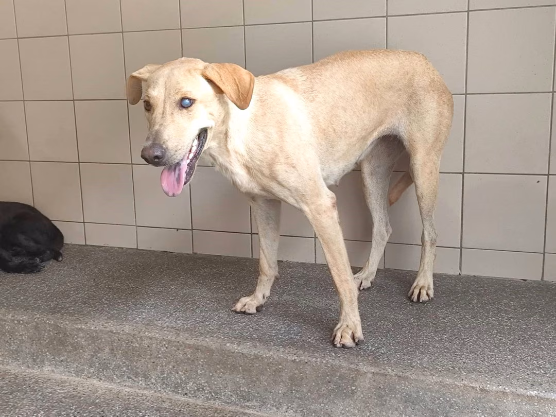 The dog, from the shelter's listing