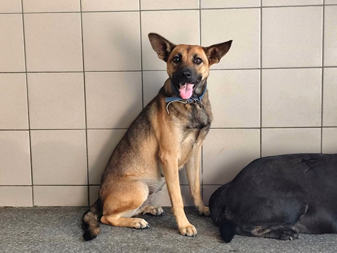 The dog, from the shelter's listing