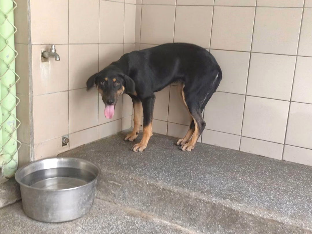 The dog, from the shelter's listing