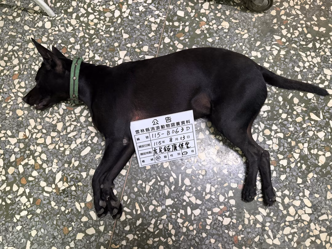 The dog, from the shelter's listing