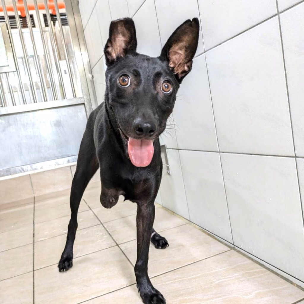 The dog, from the shelter's listing