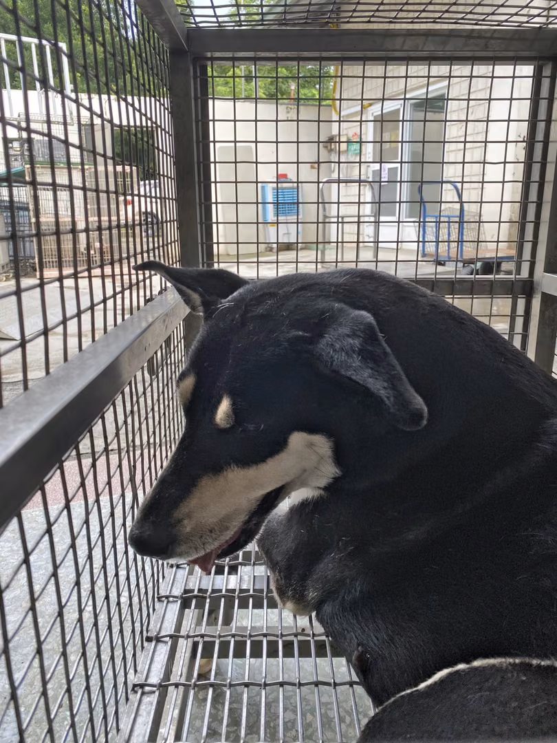 The dog, from the shelter's listing