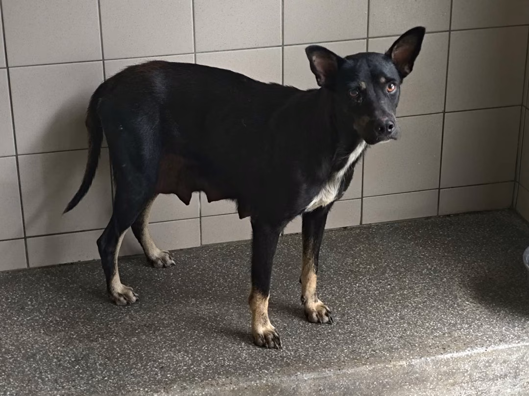 The dog, from the shelter's listing