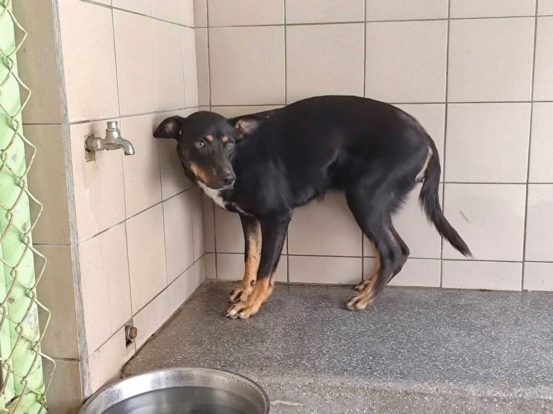 The dog, from the shelter's listing