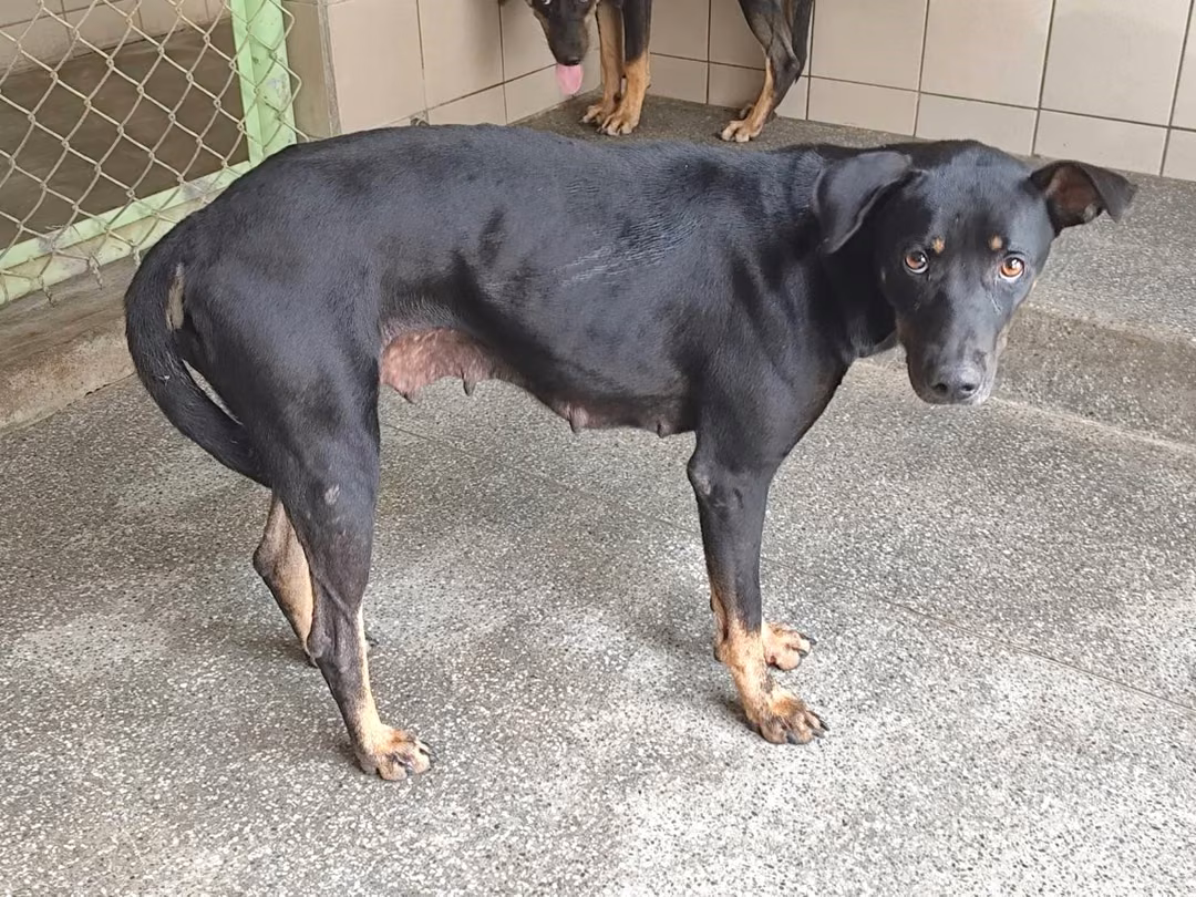 The dog, from the shelter's listing
