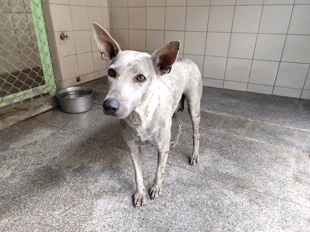 The dog, from the shelter's listing