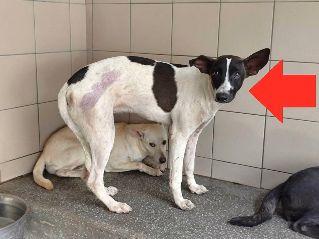 The dog, from the shelter's listing