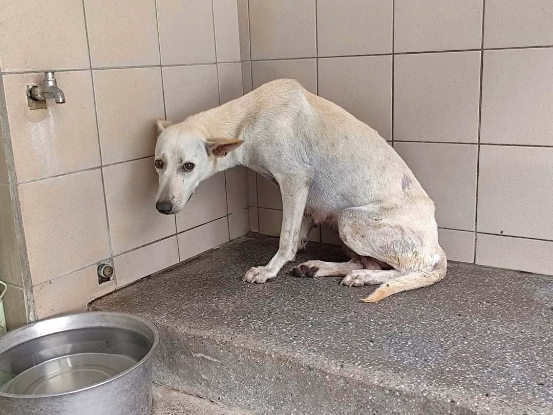 The dog, from the shelter's listing