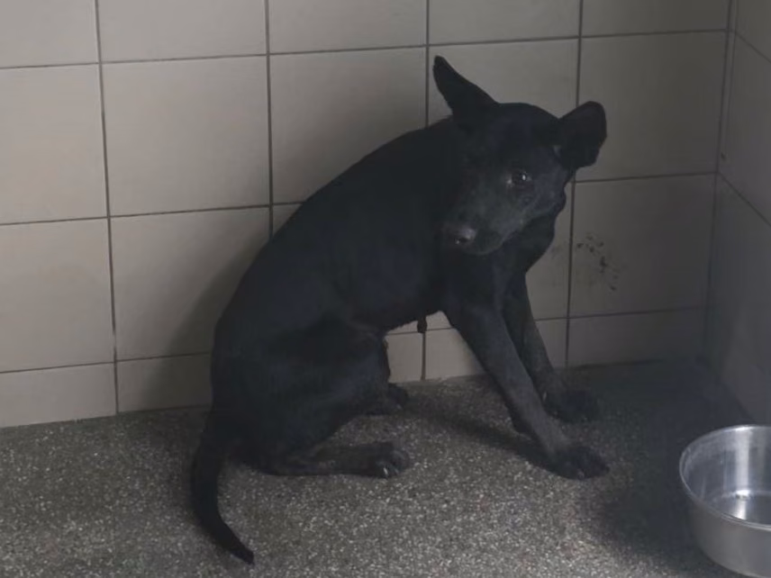 The dog, from the shelter's listing