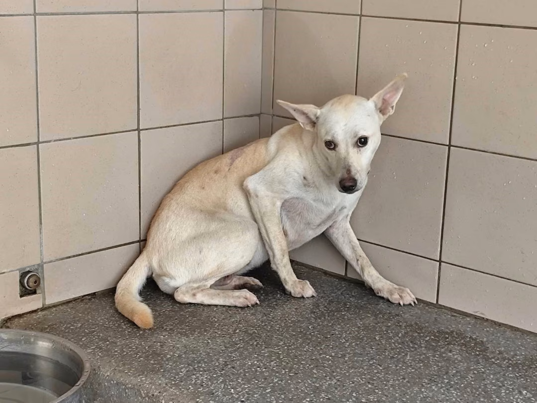The dog, from the shelter's listing