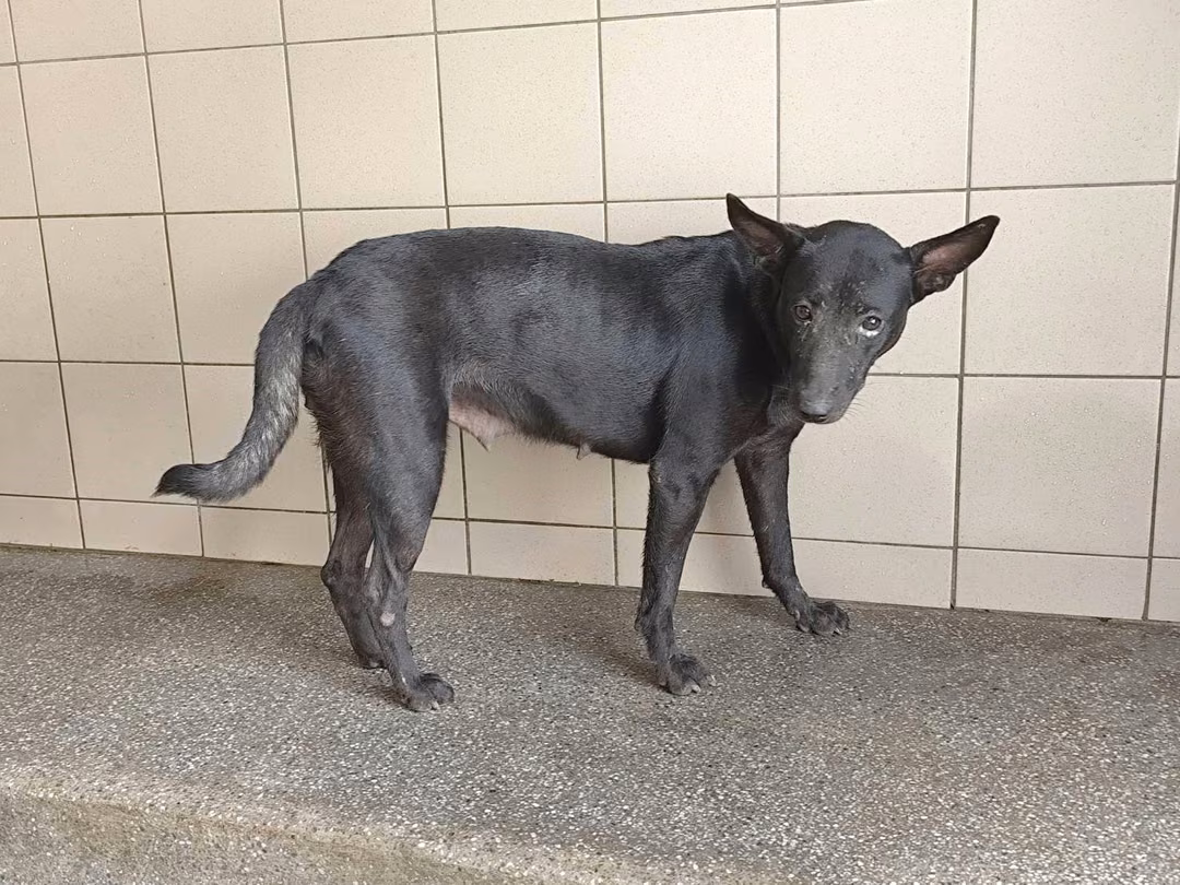 The dog, from the shelter's listing