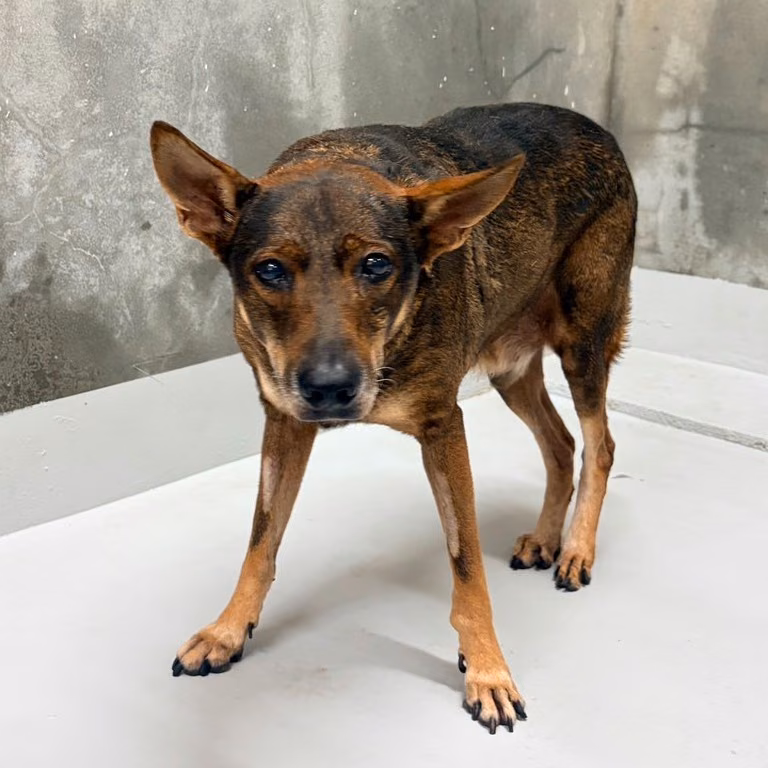 The dog, from the shelter's listing