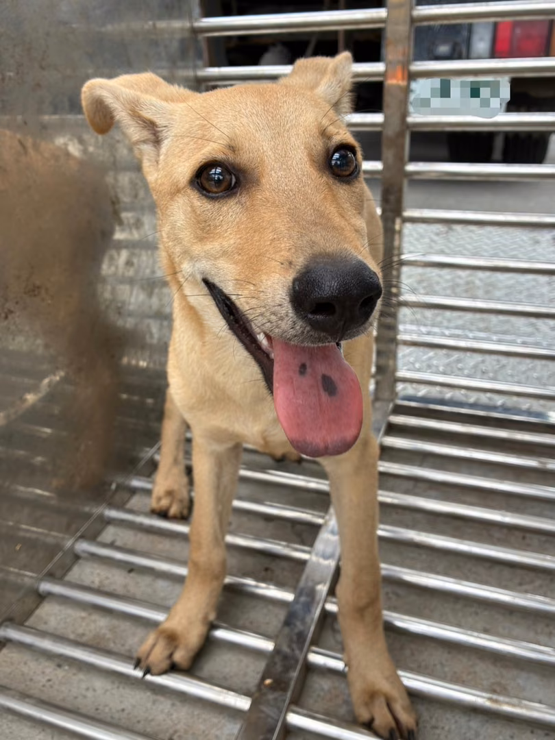The dog, from the shelter's listing