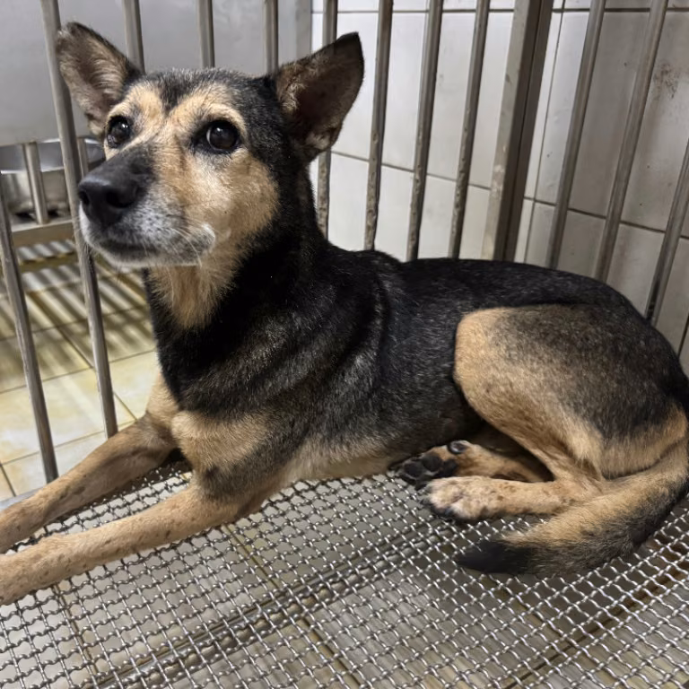 The dog, from the shelter's listing